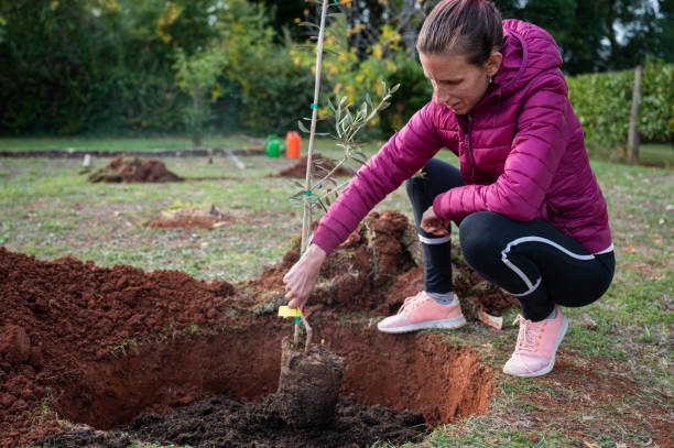 istock Young woman planting a tree sapling 1352662247