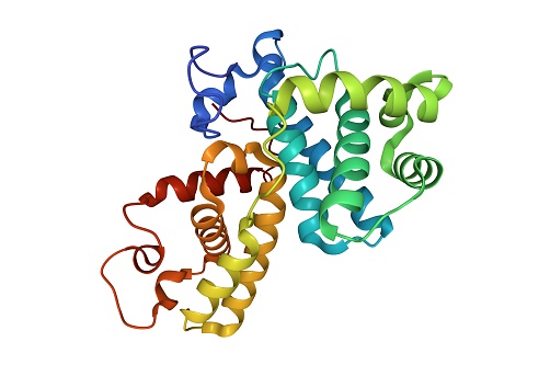 Cyclin is a family of proteins that controls the progression of a cell through the cell cycle by activating cyclin-dependent kinase (CDK) enzymes or group of enzymes required for synthesis of cell cycle. 3D cartoon model, PDB 2i53, white background.