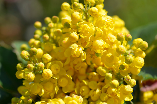 Oregon grape yellow flowers - Latin name - Berberis aquifolium (Mahonia aquifolium)