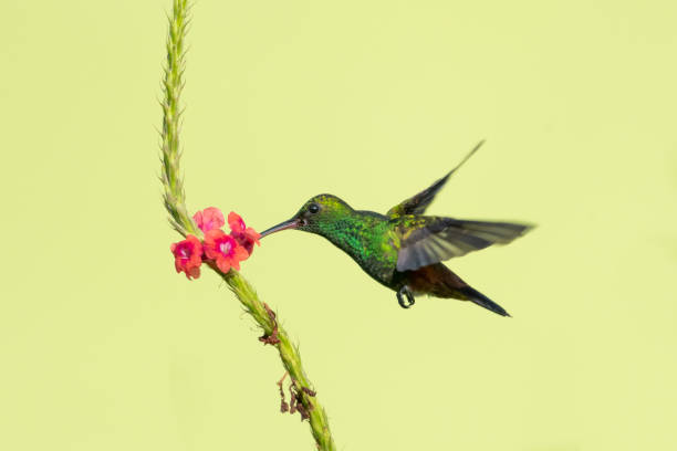 istock Copper-rumped hummingbird feeding on a single pink Vervain flower 1352666115