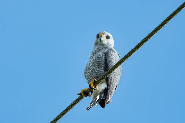 Gray-lined Hawk, Buteo nitidus, perching on a cable in the sunlight looking down curiously at the camera against the blue sky.