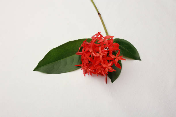 istock Red ixora coccinea flowers on a white background 1352666727