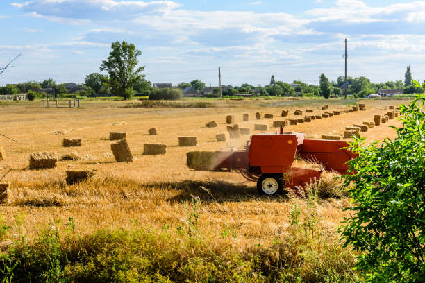 harvester fa balle di paglia nel campo agricolo. concetto agricolo - hay wheat bale stacking foto e immagini stock