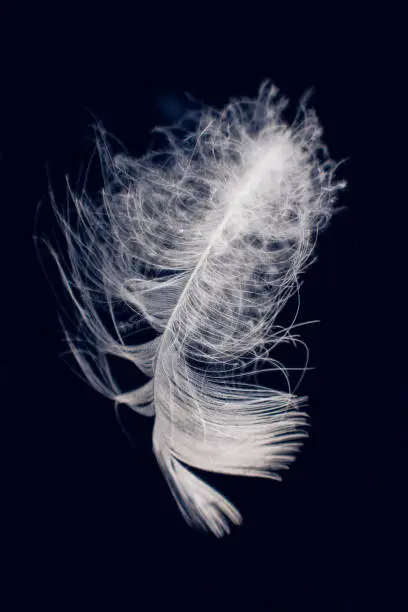 A duck (American Pekin or Long Island) feather is isolated as it floats on top of dark water