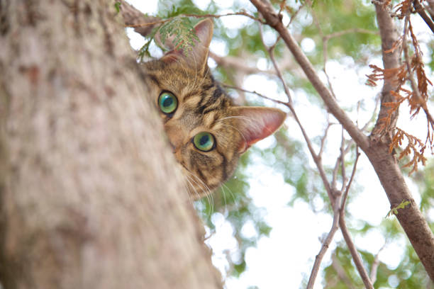 Cat hiding in a tree watching human's every move!