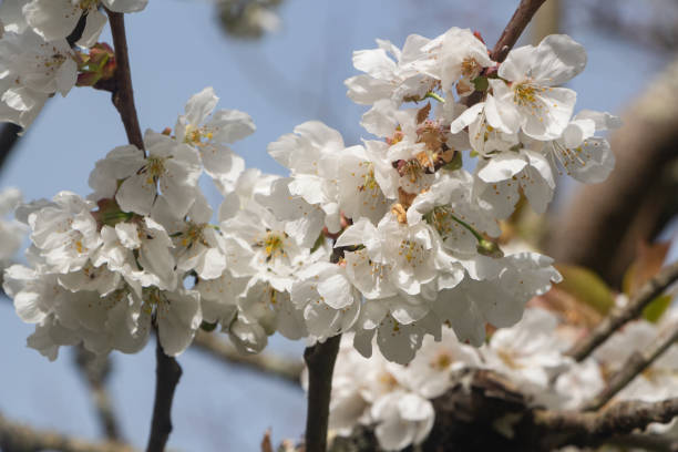 istock White flowers of cherry tree 1352669659