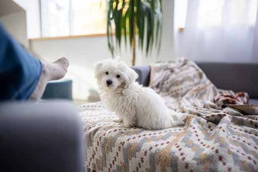 Cute Maltese puppy sitting on sofa and looking his owner