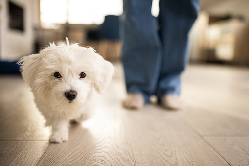 Cute Maltese puppy walking towards camera in living room