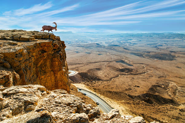 Sinai Ibex on a steep cliff stock photo