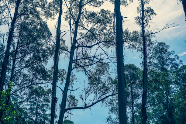 looking up at some trees on the Jervis Bay coastline