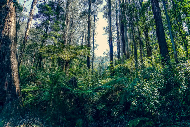 istock View into the treetop in the rainforest. 1352672540