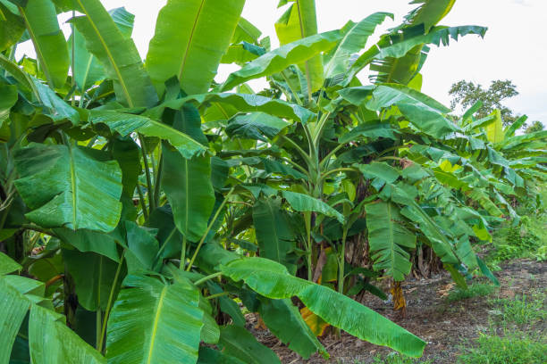 istock Banana tree and nature landscape 1352673137