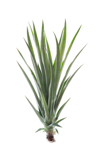 istock Pineapple shoots for plant isolated on white background. 1352673331