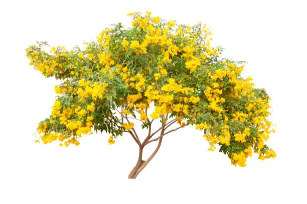 Yellow elder, Trumpetbush, Trumpetflower tree blooming isolated on white background.