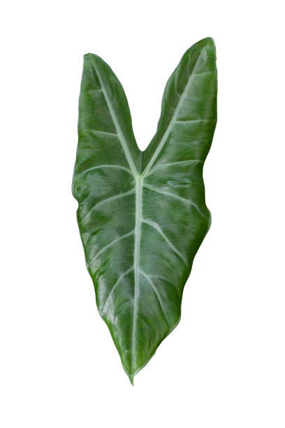 istock Philodendron Leaf isolated on white background included clipping path. 1352673350