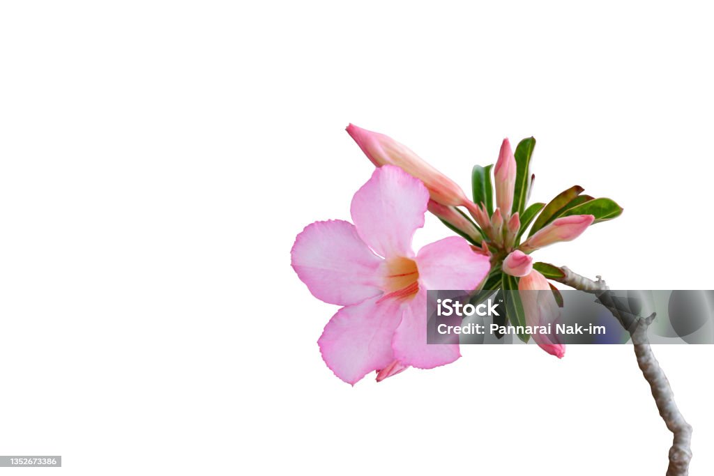Fresh pink desert rose, mock azalea, pinkbignonia or impala lily flowers isolated on white background with clipping path. Adenium Stock Photo