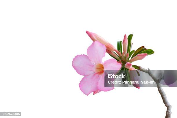 Fresh Pink Desert Rose Mock Azalea Pinkbignonia Or Impala Lily Flowers Isolated On White Background With Clipping Path Stock Photo - Download Image Now