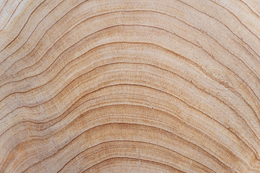 Cross section of cracked wood