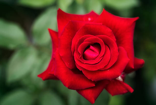 istock Red Roses on in a garden 1352673716