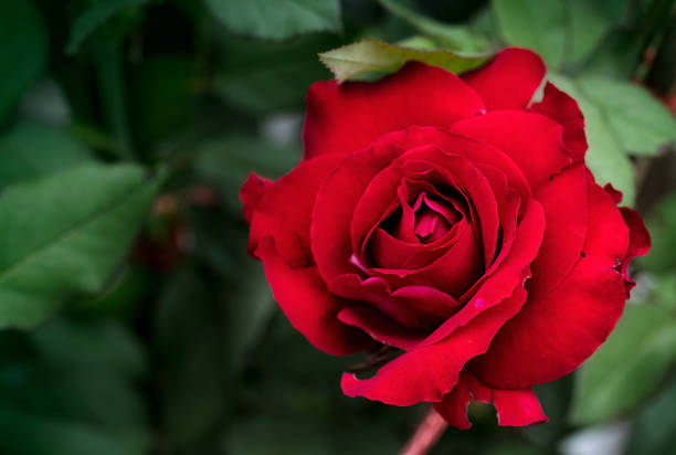 istock Red Roses on in a garden 1352673719