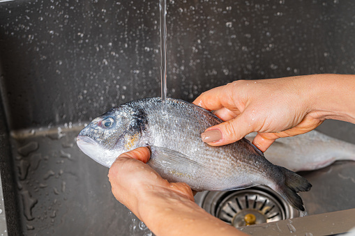 Dorado fish washing under running water, hands close-up