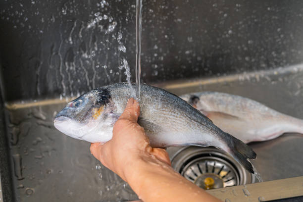 istock Dorado fish washing under running water 1352675070