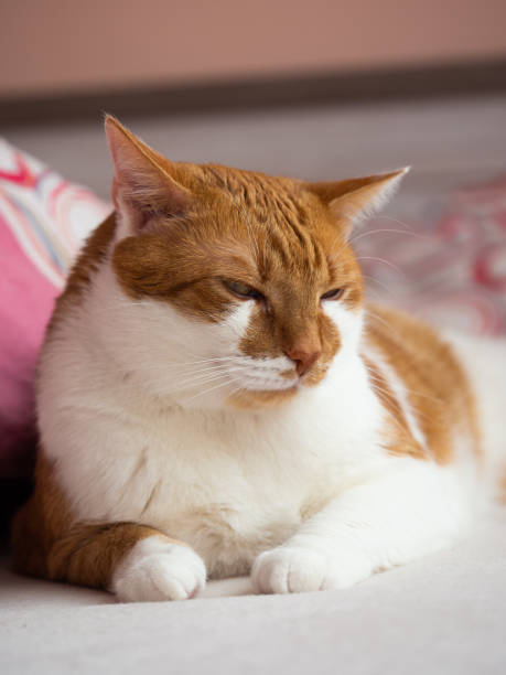 istock Orange and white cat sleeping and resting on bed 1352675957
