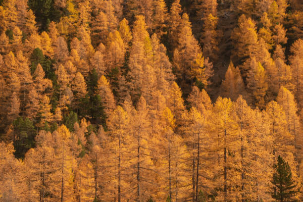 istock Colors of the autumn in St. Moritz. 1352676004