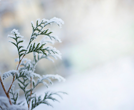 Cypress winter background Thuja branch in the snow. Winter themes. Christmas.