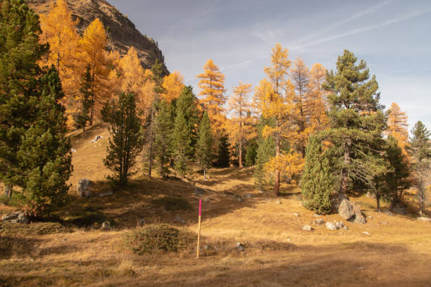 istock Colors of the autumn in St. Moritz. 1352676398