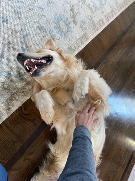 istock Happy Golden Retriever getting a belly rub 1352676577