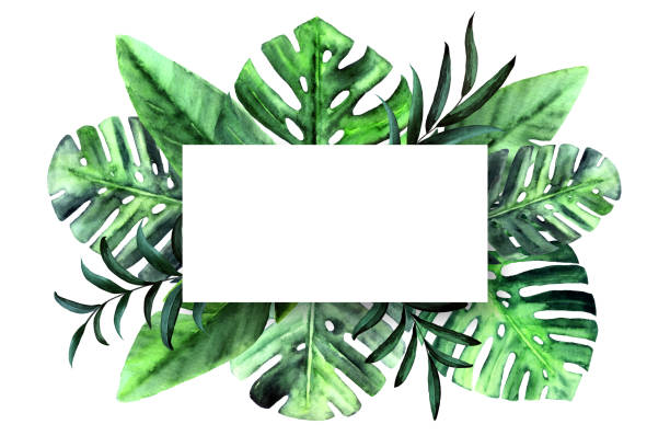 istock Botanical nature rectangle frame with watercolor tropical leaves on white background. Monstera, palm, banana green leaves. Place for text. Flat lay design. 1352676653