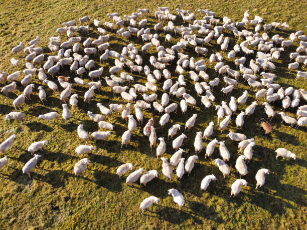 istock Flock of sheep in a meadow 1352677065