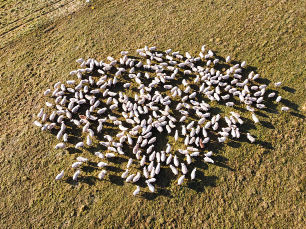 istock Flock of sheep from the air 1352677073