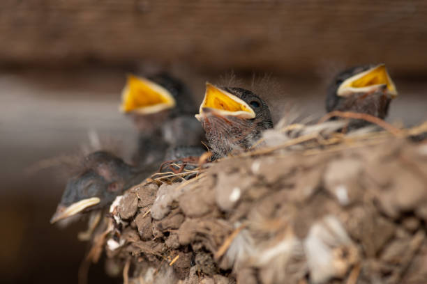 istock Group of small swallow birds in nest 1352678251