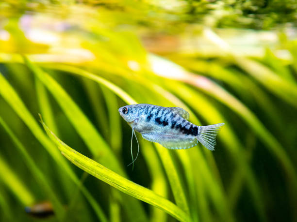 Blue Gourami fish (Trichopodus trichopterus) isolated in a fish tank with blurred background Blue Gourami fish (Trichopodus trichopterus) isolated in a fish tank with blurred background trichogaster trichopterus stock pictures, royalty-free photos & images