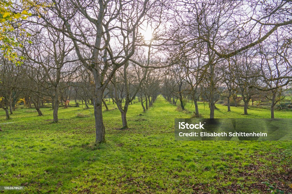 Green meadow with trees in Autumn Remagen, Germany, November 2021: Meadow with Trees  at sunset Agricultural Field Stock Photo