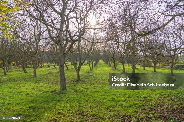 Green Meadow With Trees In Autumn Stock Photo - Download Image Now - Agricultural Field, Agriculture, Atmospheric Mood