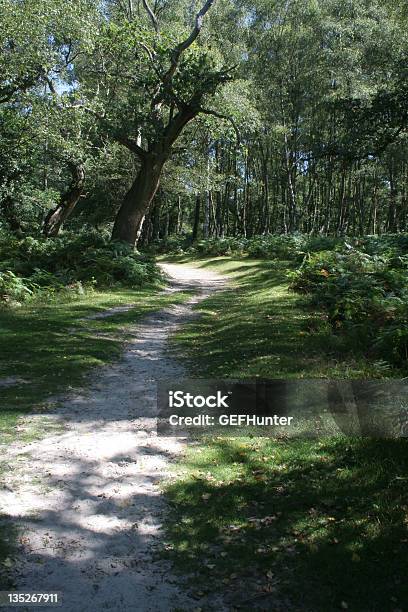 New Forest Walk 3 Stock Photo - Download Image Now - Ancient, Awe, Building Entrance