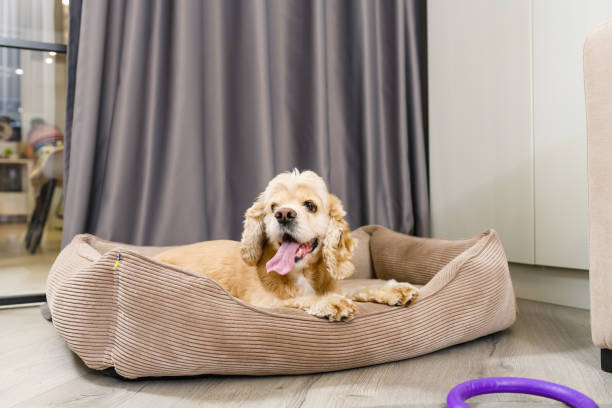 der hund liegt in seinem bett im wohnzimmer - pets bed bedroom animal stock-fotos und bilder