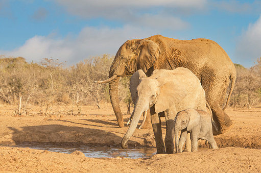 Elephant family. Amboseli game reserve. Sunshine