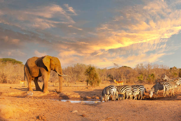 istock Elephant and zebras by a waterhole in Amboseli game reserve. 1352680843