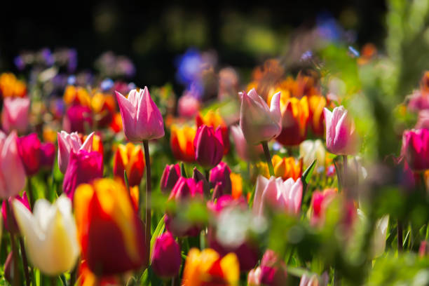 istock Spring flowers tulips close-up in the garden. 1352681939