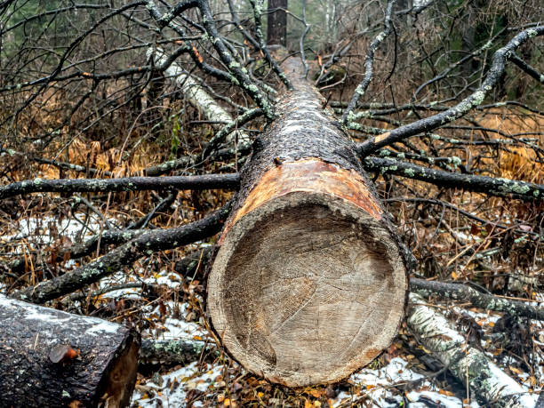 sawn trunk of a fallen old tree - cutting tree moving down bark imagens e fotografias de stock