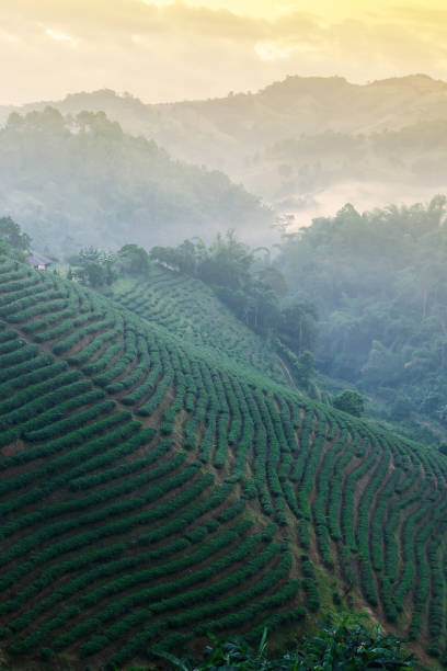 paisagem de campos de terraços de chá na névoa da manhã. - china tea crop chinese culture traditional culture - fotografias e filmes do acervo