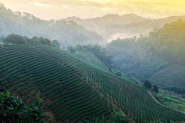 아침 안개에 차 계단식 필드의 풍경. - china tea crop chinese culture traditional culture 뉴스 사진 이미지