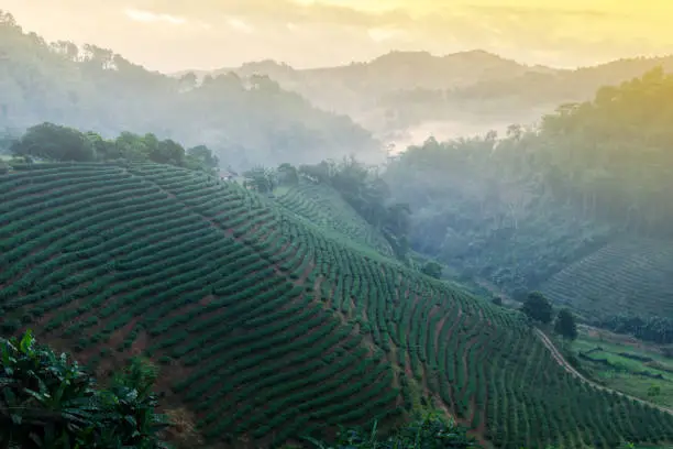 Landscape of tea terraced fields in the morning mist. Tea plantation, agriculture, farming concepts. Doi Mae Salong, Chiang Rai, Thailand.