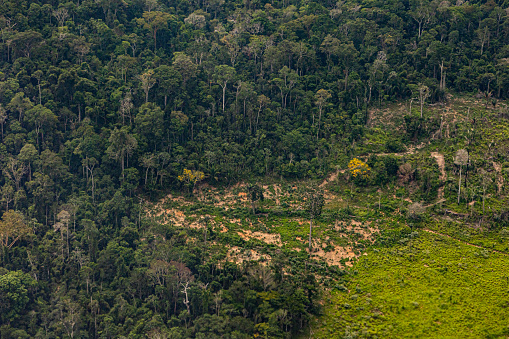 Degraded forest area in the municipality of Altamira, state of Pará, Brazil.