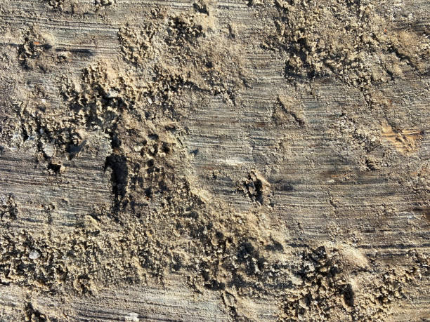 istock Top view of ground sandy background. 1352685739