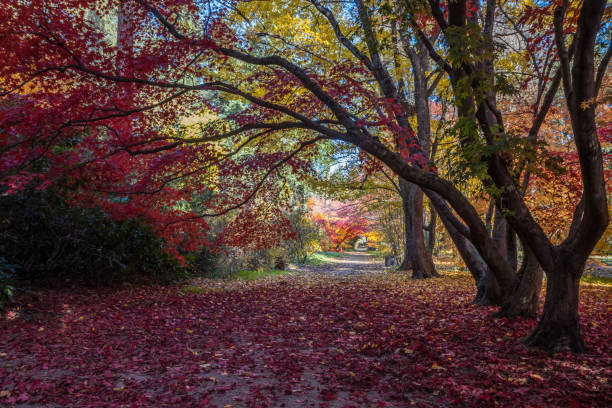 istock autuma in the park 1352685807